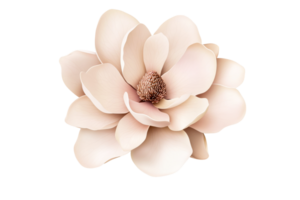 Single beautiful magnolia flower isolated on a black background, cut out transparent png