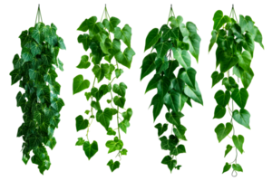 Hanging ivy plant in a row, diverse foliage ,cut out transparent png