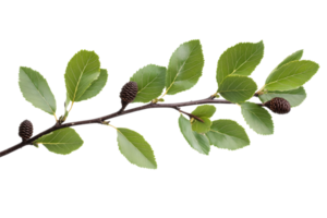 Branch with green leaves and cones, isolated, cut out transparent png