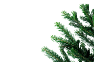Fir branches with soft needles, festive pattern elements, cut out transparent png