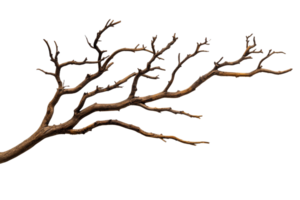 Dry tree branch, detailed textures and patterns , cut out transparent png