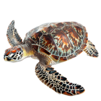 Stunning Closeup of a Hawksbill Sea Turtle with Intricate Shell Patterns and Details png