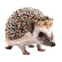 Adorable Closeup of a Small Brown and White Hedgehog with Dark Eyes and Spines png