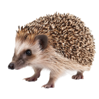 Closeup of an Adorable Hedgehog with Brown and Tan Spines png