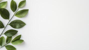 Green Leaves Branch on White Background Minimalist Nature Flatlay photo