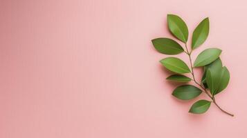 Green Leaves On Pink Background Minimalist Nature Flatlay photo