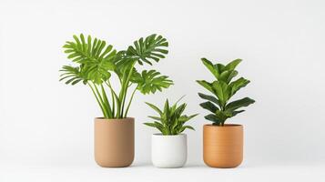 Three Potted Plants On White Backgrounds photo