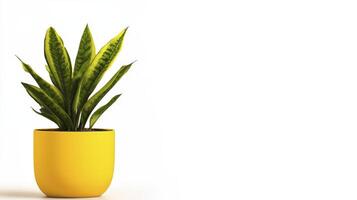 Vibrant Snake Plant in Yellow Pot Against White Backgrounds With High photo