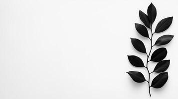 Black Leaf Branch On White Background Minimalist Botanical Image photo