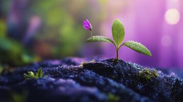 Small Sprout With Purple Flower Emerging From Dark Soil In Soft photo