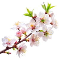 Closeup of a Delicate Branch of Pink Almond Blossoms in Full Bloom Against a Black Background png