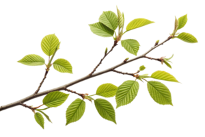 A Detailed Closeup of a Branch with Fresh Spring Leaves on a Black Background png