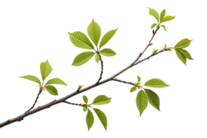 A Detailed Closeup of a Branch with Vibrant Green Spring Leaves Against a Black Background png