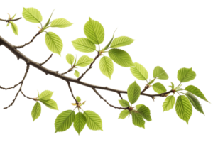 A CloseUp of a Branch with Vibrant Green Leaves in Springtime png