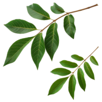Closeup view of vibrant green leaves on two separate branches against a black background showing intricate details of leaf venation and texture png