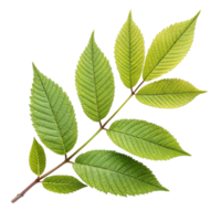 A Detailed Closeup of a Green Leaf Branch with Multiple Serated Leaves against a Black Background png