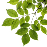 Closeup of vibrant green leaves on a branch against a black background showing intricate details of leaf venation and texture png