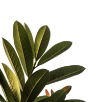 Closeup of Lush Green Leaves Against a Black Background Botanical Photography png