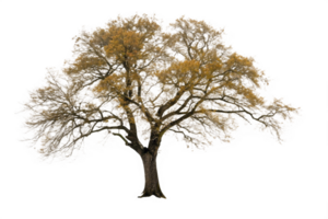 Majestic Oak Tree in Autumnal Hues Isolated on Black Background png