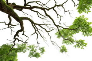 A Stunning View of Lush Green Leaves and Mossy Branches from Below an Ancient Tree png