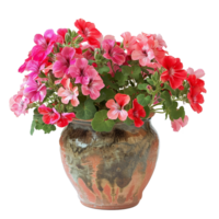 Vibrant Pink and Red Geraniums in a Rustic Earthenware Pot A Stunning Floral Arrangement png