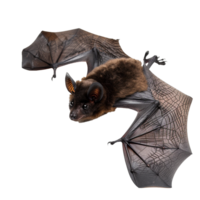 A Detailed Closeup of a Brown Bat with Spread Wings on a White Background png