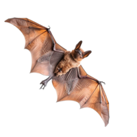 Spectacular Aerial View of a Brown Bat with Detailed Wing Structure and Fur png