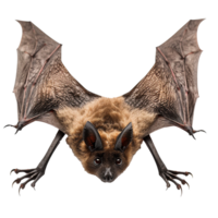 Closeup of a brown bat with wings spread wide showing detailed texture of fur and membrane png