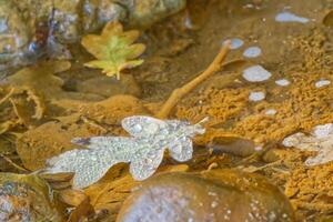 Leaf in Shallow Water with Bubbles photo