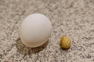 White Egg and Small Seed on Granite Surface photo