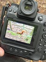 Camera Displaying Squirrel in Forest photo