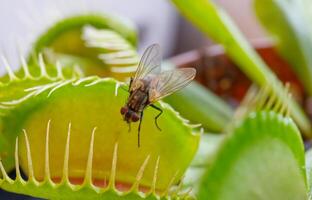 Fly on Venus Flytrap Plant photo