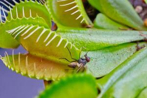 Venus Flytrap with Captured Fly photo
