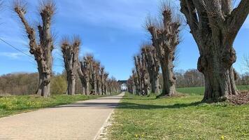 Scenic Pathway with Trimmed Trees photo