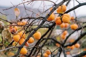 Orange ripe persimmon on tree branches without leaves photo