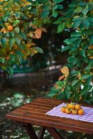 Ripe persimmons lie on a checkered towel on a wooden table near a tree in the garden photo