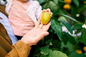 Dad with a small child in his arms touches a tangerine on a branch. Cropped. Faceless photo