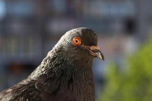 Piigeon closeup portrait, bird on the window, summer day, pigeon beautiful portrait, pigeons eyes in macro photo