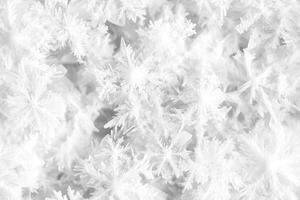 A close up of snowflakes in white photo