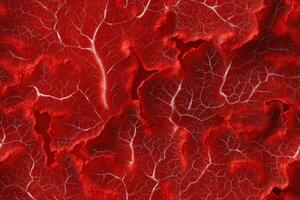 A red background with many veins photo
