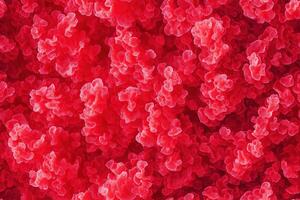 A close up of red flowers photo