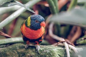 Exotic multicolored parrot in nature photo