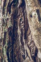 Bark surface of tree trunk as background photo
