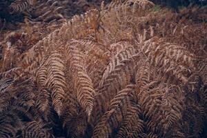 Background of dry fern growing in forest photo