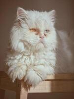 Cat with heterochromia in sunny room photo