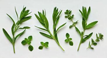 Five different types of herbs are shown on a white surface photo