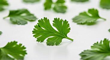 Green leaves of parsley on white background photo