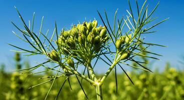 A close up of a plant with green leaves photo