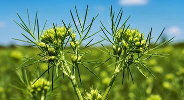 Fennel seed in a field photo