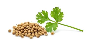 Coriander seeds and leaves on white background photo